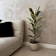 PLANT IN A BOX - Caoutchouc - Ficus Elastica 'Tineke' - Hauteur 75-100cm - ⌀24cm - vignette