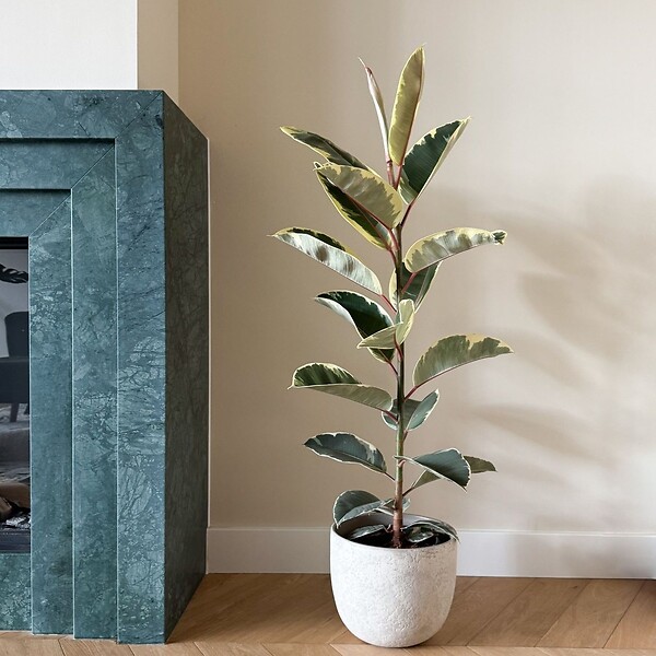 PLANT IN A BOX - Caoutchouc - Ficus Elastica 'Tineke' - Hauteur 75-100cm - ⌀24cm - large