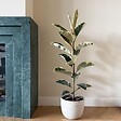 PLANT IN A BOX - Caoutchouc - Ficus Elastica 'Tineke' - Hauteur 75-100cm - ⌀24cm - vignette
