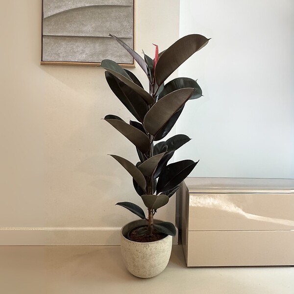 PLANT IN A BOX - Caoutchouc - Ficus Elastica 'Abidjan' - Hauteur 75-100cm - ⌀24cm - large