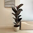 PLANT IN A BOX - Caoutchouc - Ficus Elastica 'Abidjan' - Hauteur 75-100cm - ⌀24cm - vignette