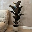 PLANT IN A BOX - Caoutchouc - Ficus Elastica 'Abidjan' - Hauteur 75-100cm - ⌀24cm - vignette