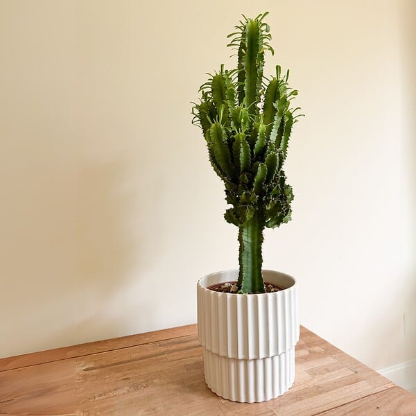 PLANT IN A BOX - Euphorbe ingens - Euphorbia ingens - Hauteur 50-60cm - ⌀17cm - large