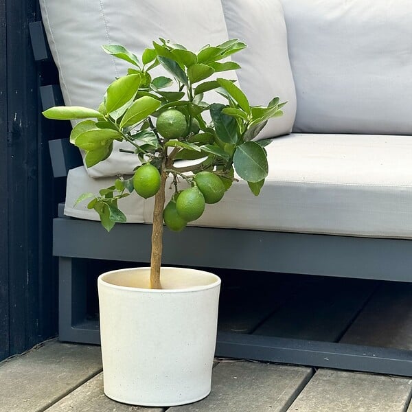 PLANT IN A BOX - Citronnier - Citrus limon - Hauteur 60-70cm - ⌀19cm - large