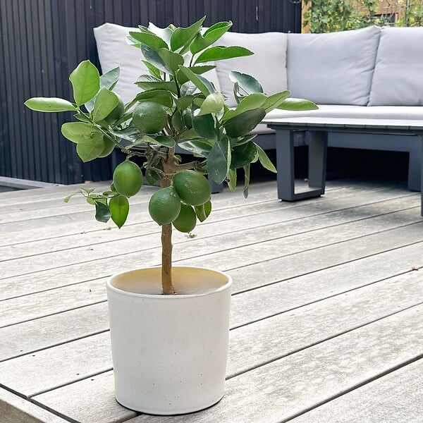 PLANT IN A BOX - Citronnier - Citrus limon - Hauteur 60-70cm - ⌀19cm - large