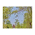 GARDENA - Coupe Branche GARDENA StarCut Pro L Bypass + Scie - Portée 6.5m - vignette