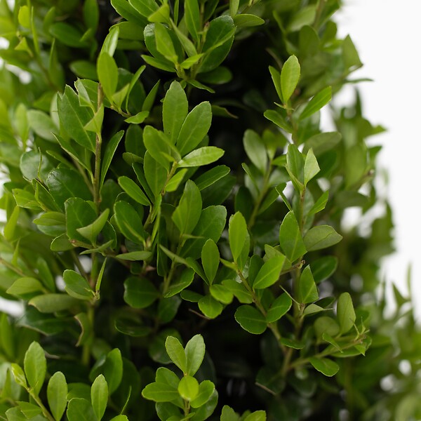 PLANT IN A BOX - Houx crenelé - Set de 48 - Ilex crenata 'Jenny' - Hauteur 10-20cm - ⌀9cm - large