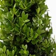 PLANT IN A BOX - Houx crenelé - Set de 48 - Ilex crenata 'Jenny' - Hauteur 10-20cm - ⌀9cm - vignette