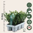 PLANT IN A BOX - Houx crenelé - Set de 48 - Ilex crenata 'Jenny' - Hauteur 10-20cm - ⌀9cm - vignette