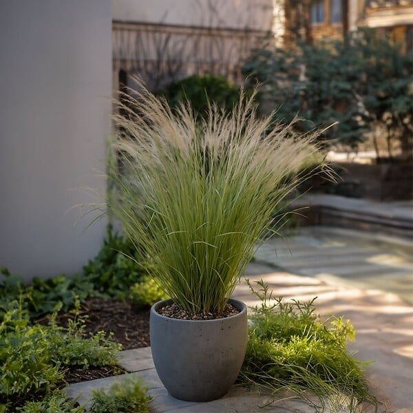 PLANT IN A BOX - Herbe aux plumes - Set de 18 - Stipa tenuifolia 'Pony Tails' - H20-30cm - ⌀9cm - large