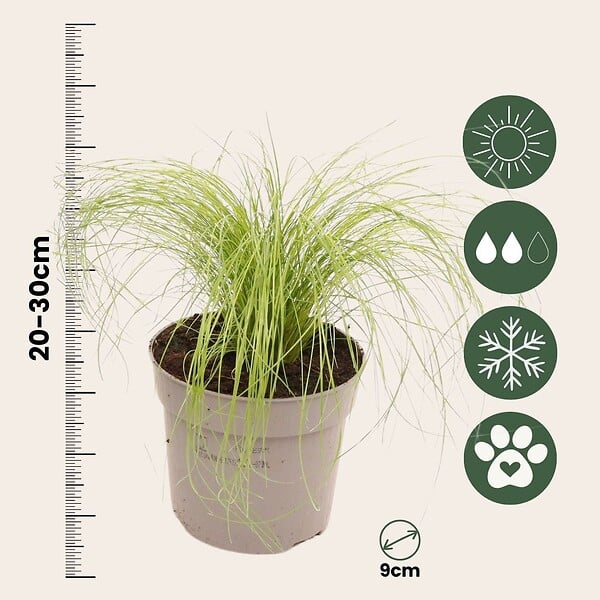 PLANT IN A BOX - Herbe aux plumes - Set de 18 - Stipa tenuifolia 'Pony Tails' - H20-30cm - ⌀9cm - large