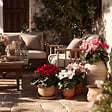 PLANT IN A BOX - Cyclamen de Perse - Set de 6 - Cyclamen persicum - Hauteur 10-20cm - ⌀9cm - vignette