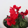 PLANT IN A BOX - Cyclamen de Perse - Set de 6 - Cyclamen persicum - Hauteur 10-20cm - ⌀9cm - vignette