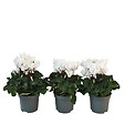 PLANT IN A BOX - Cyclamen de Perse - Set de 3 - Cyclamen 'Metis White' - Hauteur 10-20cm - ⌀9cm - vignette