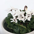 PLANT IN A BOX - Cyclamen de Perse - Set de 3 - Cyclamen 'Metis White' - Hauteur 10-20cm - ⌀9cm - vignette