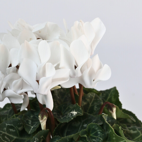 PLANT IN A BOX - Cyclamen de Perse - Set de 3 - Cyclamen 'Metis White' - Hauteur 10-20cm - ⌀9cm - large