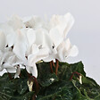 PLANT IN A BOX - Cyclamen de Perse - Set de 3 - Cyclamen 'Metis White' - Hauteur 10-20cm - ⌀9cm - vignette