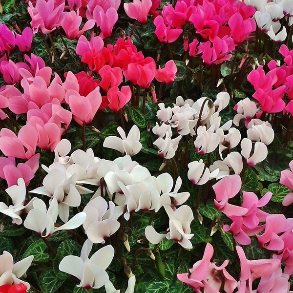 PLANT IN A BOX - Cyclamen de Perse - Set de 3 - Cyclamen persicum - Hauteur 10-20cm - ⌀9cm - large