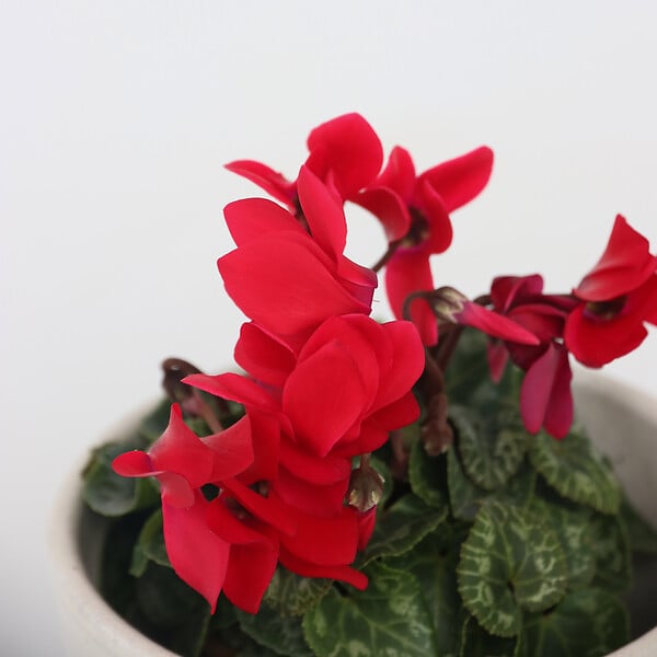 PLANT IN A BOX - Cyclamen de Perse - Set de 3 - Cyclamen persicum - Hauteur 10-20cm - ⌀9cm - large
