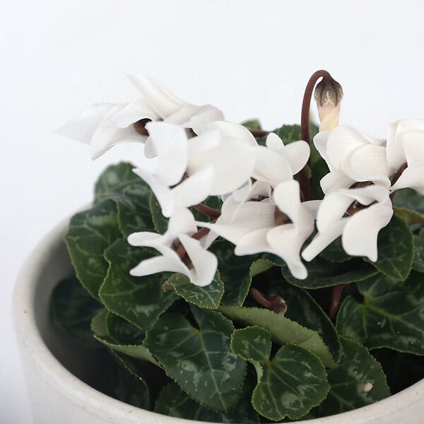 PLANT IN A BOX - Cyclamen de Perse - Set de 3 - Cyclamen persicum - Hauteur 10-20cm - ⌀9cm - large