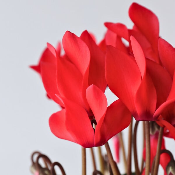 PLANT IN A BOX - Cyclamen de Perse - Set de 3 - Cyclamen 'Winfall Scarlet' - H10-20cm - ⌀9cm - large