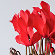 PLANT IN A BOX - Cyclamen de Perse - Set de 3 - Cyclamen 'Winfall Scarlet' - H10-20cm - ⌀9cm - vignette
