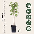PLANT IN A BOX - Arbres fruitiers -  x16 - Pommier, Cerisier, Poirier et Prunier - 60-70cm - ⌀9cm - vignette