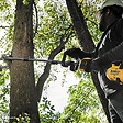 DEWALT - Tête d'élagueuse sur perche combisystème XR Flexvolt 54V DEWALT - DCMASPS5N-XJ - vignette