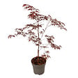 PLANT IN A BOX - Érable du Japon - Acer palmatum 'Black Lace' - Hauteur 60-70cm - ⌀19cm - vignette