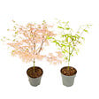 PLANT IN A BOX - Érable du Japon - Set de 2 - Acer 'Ukigumo', Acer 'Taylor' - H35-55cm - ⌀15cm - vignette