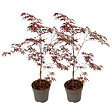 PLANT IN A BOX - Érable du Japon - Set de 2 - Acer palmatum 'Black Lace' - H60-70cm - ⌀19cm - vignette