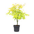 PLANT IN A BOX - Érable du Japon - Acer palmatum 'Orange Dream' - Hauteur 60-70cm - ⌀19cm - vignette