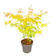 PLANT IN A BOX - Érable du Japon - Acer palmatum 'Orange Dream' - Hauteur 35-55cm - ⌀15cm - vignette