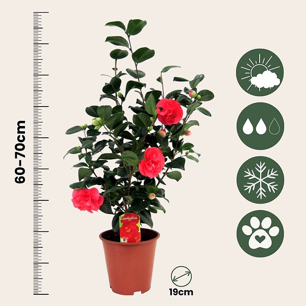 PLANT IN A BOX - Camélia - Camellia japonica 'Lady Campbell' - Hauteur 60-70cm - ⌀19cm - large