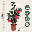 PLANT IN A BOX - Camélia - Camellia japonica 'Lady Campbell' - Hauteur 60-70cm - ⌀19cm - vignette
