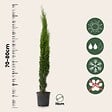 PLANT IN A BOX - Cyprès toujours vert - Set de 2 - Cupressus sempervirens - H70-80cm - ⌀19cm - vignette