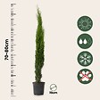 PLANT IN A BOX - Cyprès toujours vert - Cupressus sempervirens - Hauteur 70-80cm - ⌀19cm - vignette