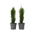 PLANT IN A BOX - Cyprès de Provence - Set de 2 - Cupressus 'Totem' - H60-80cm - ⌀19cm - vignette