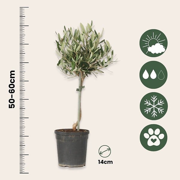 PLANT IN A BOX - Olivier - Olea europaea - Hauteur 45-55cm - ⌀14cm - large