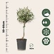 PLANT IN A BOX - Olivier - Olea europaea - Hauteur 45-55cm - ⌀14cm - vignette