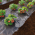 JARDIBEST - Film paillage fraise 1,4 x 5m - vignette