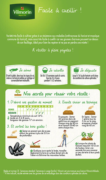VILMORIN - Haricot nain vert Majestik - Sans fil - Résistant maladies - large