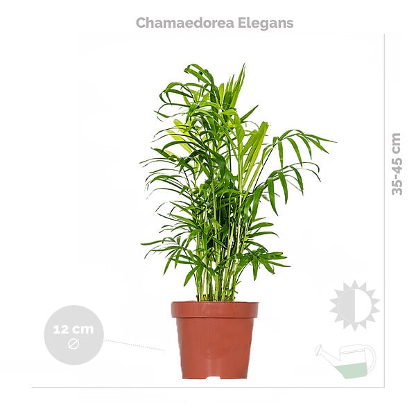 BLOOMIQUE - Lot de 3 - Mélange de plantes tropicales d’intérieur avec panier en jonc de mer - Dépolluantes - large