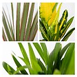 BLOOMIQUE - Lot de 3 - Mélange de plantes tropicales d’intérieur avec panier en jonc de mer - Dépolluantes - vignette
