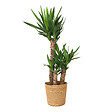 PLANT IN A BOX - Pied d'éléphant - Yucca elephantipes - Hauteur 70-80cm - ⌀21cm - vignette