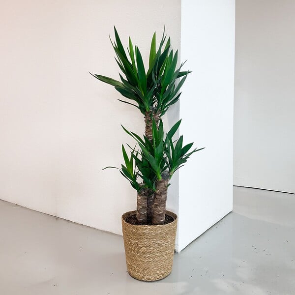 PLANT IN A BOX - Pied d'éléphant - Yucca elephantipes - Hauteur 70-80cm - ⌀21cm - large