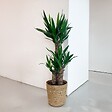 PLANT IN A BOX - Pied d'éléphant - Yucca elephantipes - Hauteur 70-80cm - ⌀21cm - vignette