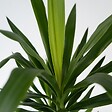 PLANT IN A BOX - Pied d'éléphant - Yucca elephantipes - Hauteur 70-80cm - ⌀21cm - vignette