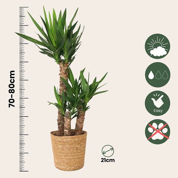 PLANT IN A BOX - Pied d'éléphant - Yucca elephantipes - Hauteur 70-80cm - ⌀21cm - large