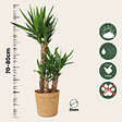 PLANT IN A BOX - Pied d'éléphant - Yucca elephantipes - Hauteur 70-80cm - ⌀21cm - vignette